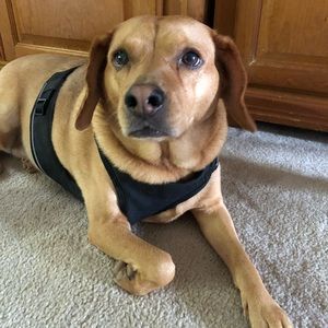 Meet your Posher, Anneliese